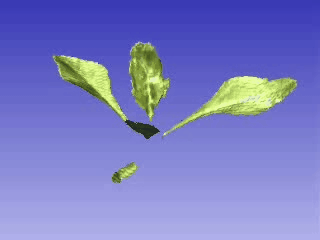 Dreidimensionales Pflanzenmodell